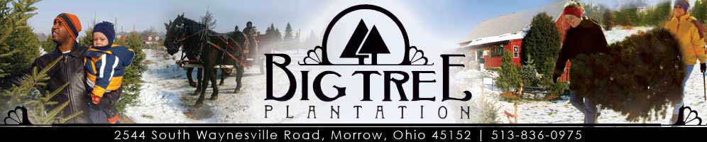 big tree plantation fall festival